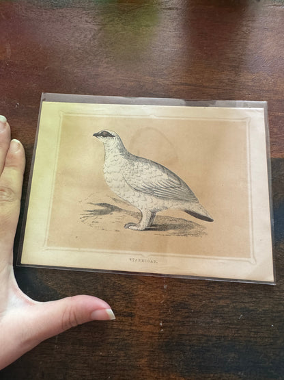 Antique Wildlife Illustrations (c.1865–1875)