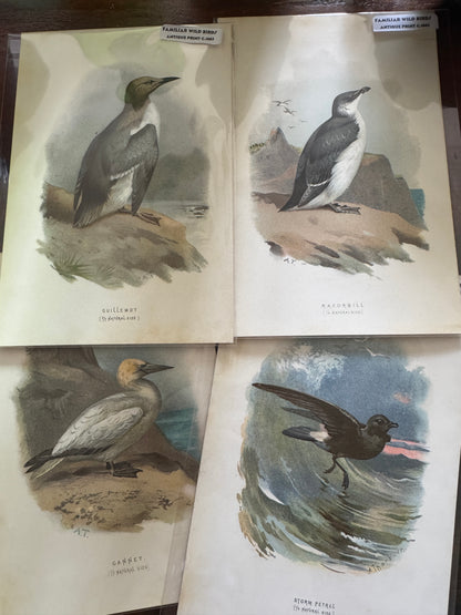 Antique Wildlife Illustrations (c.1865–1875)