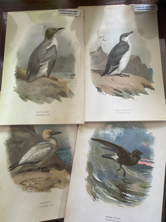 Antique Wildlife Illustrations (c.1865–1875)