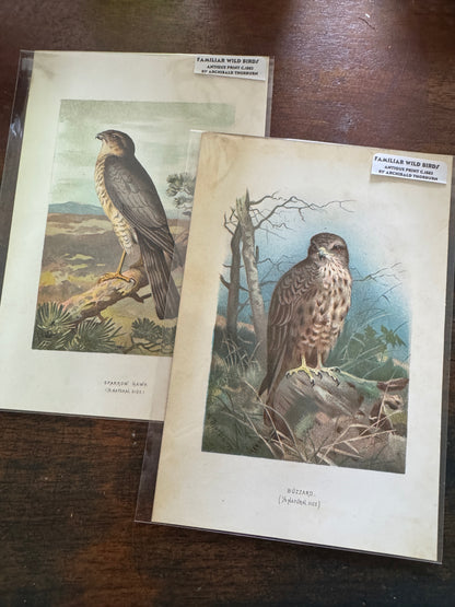 Antique Wildlife Illustrations (c.1865–1875)