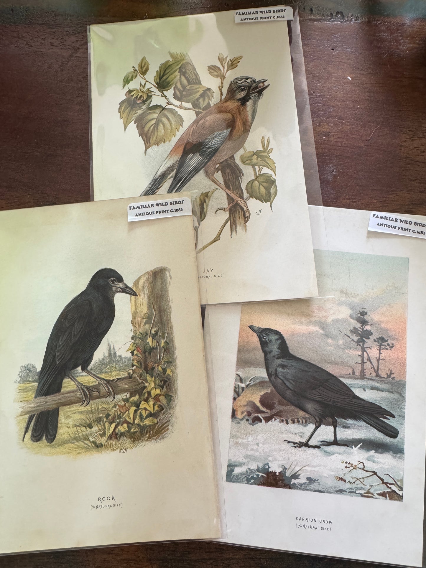 Antique Wildlife Illustrations (c.1865–1875)