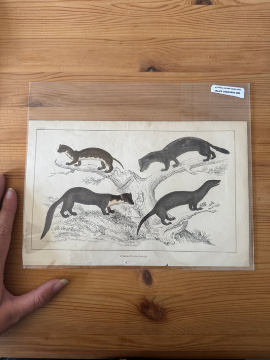 Antique Wildlife Illustrations (c.1865–1875)