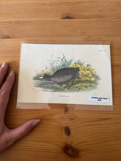 Antique Wildlife Illustrations (c.1865–1875)