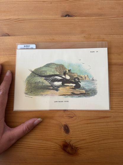 Antique Wildlife Illustrations (c.1865–1875)