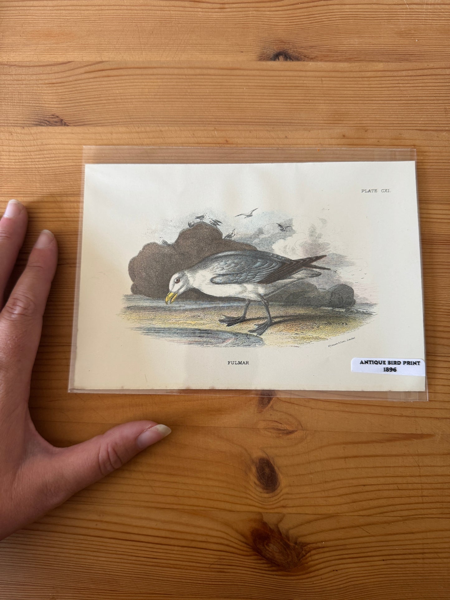 Antique Wildlife Illustrations (c.1865–1875)