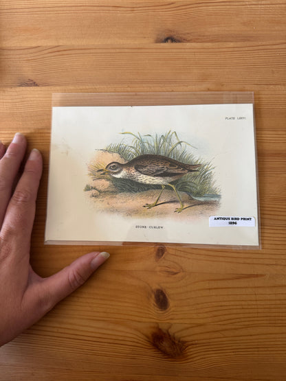 Antique Wildlife Illustrations (c.1865–1875)