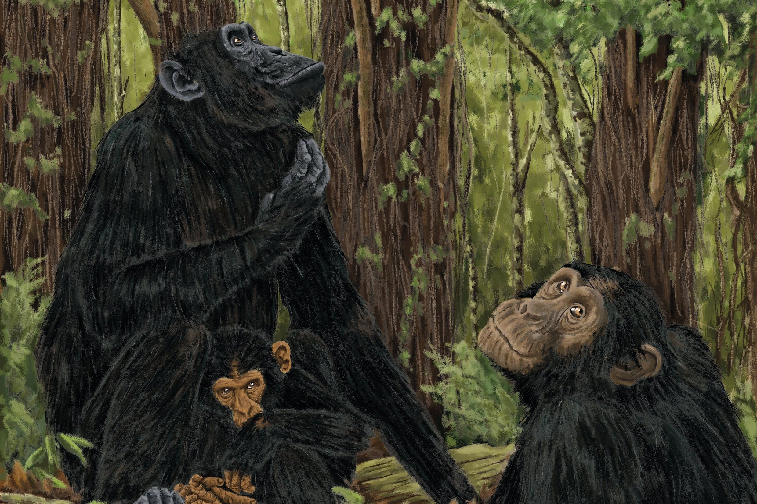 Illustration of Three chimpanzees in a forest setting for RZSS