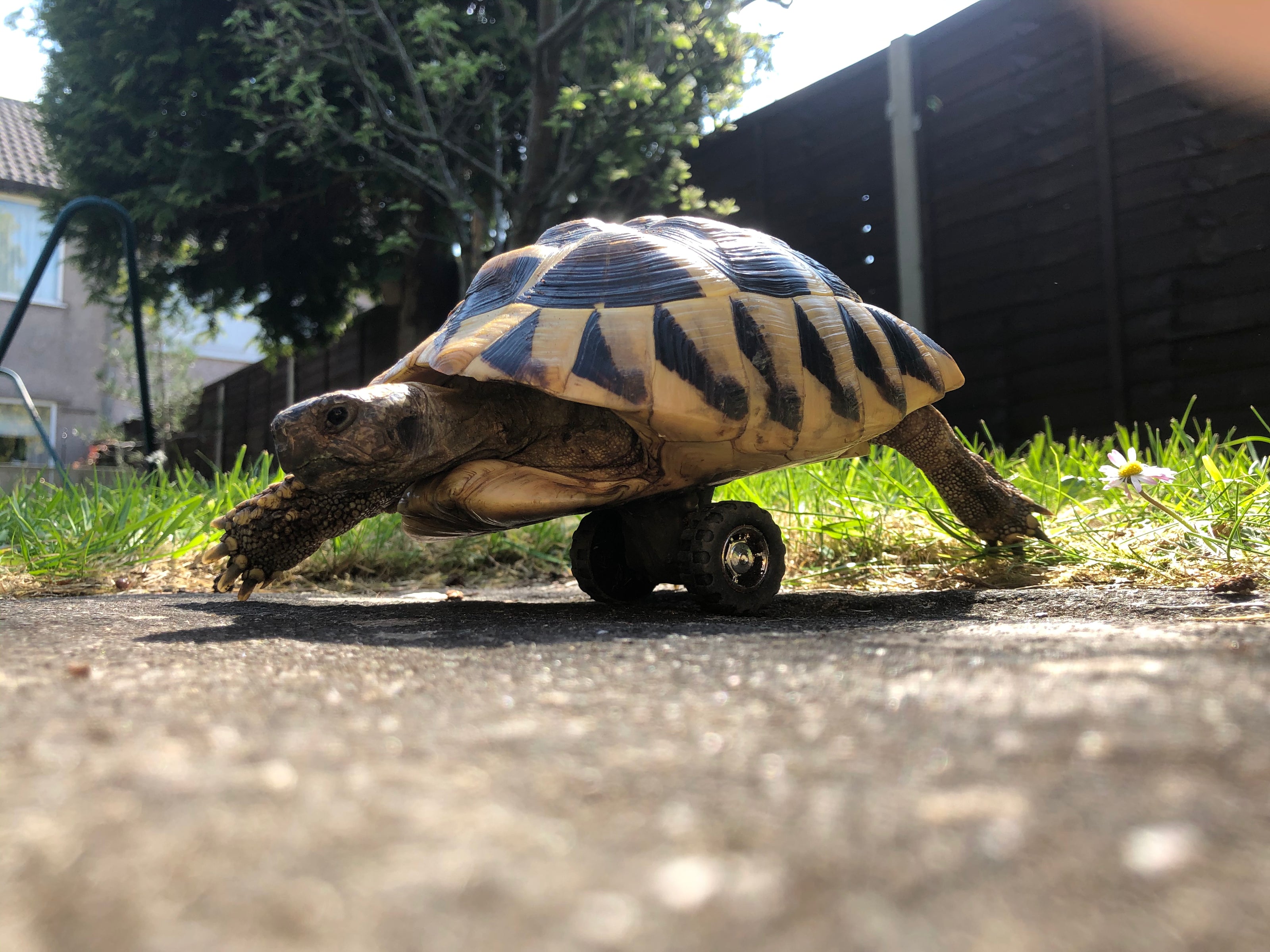 Rhaddy the tortoise with wheel Ferne creative