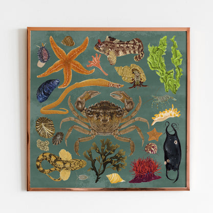 Rockpool Wildlife Print