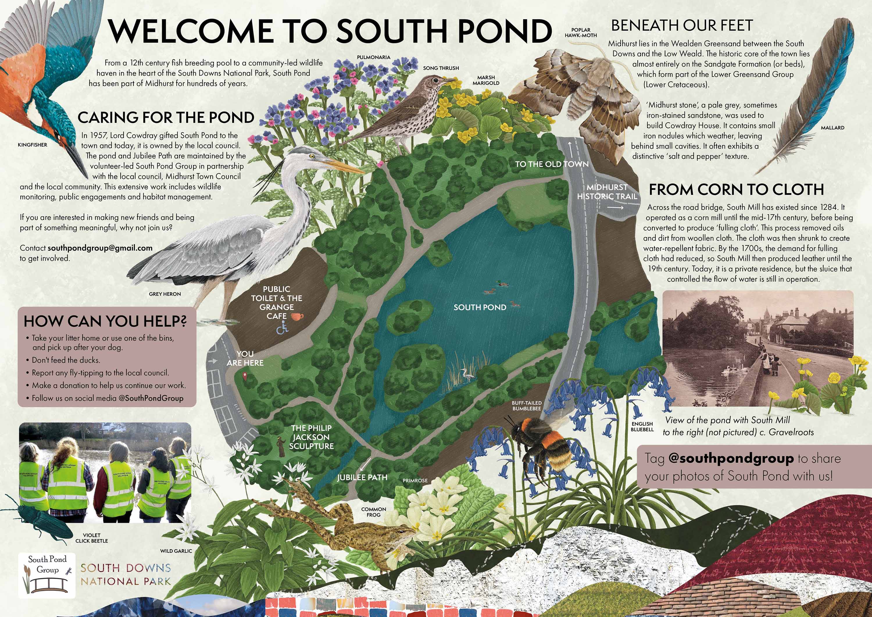 Map and information poster about South Pond in South Downs National Park, featuring illustrations of nature and people by Ferne Creative
