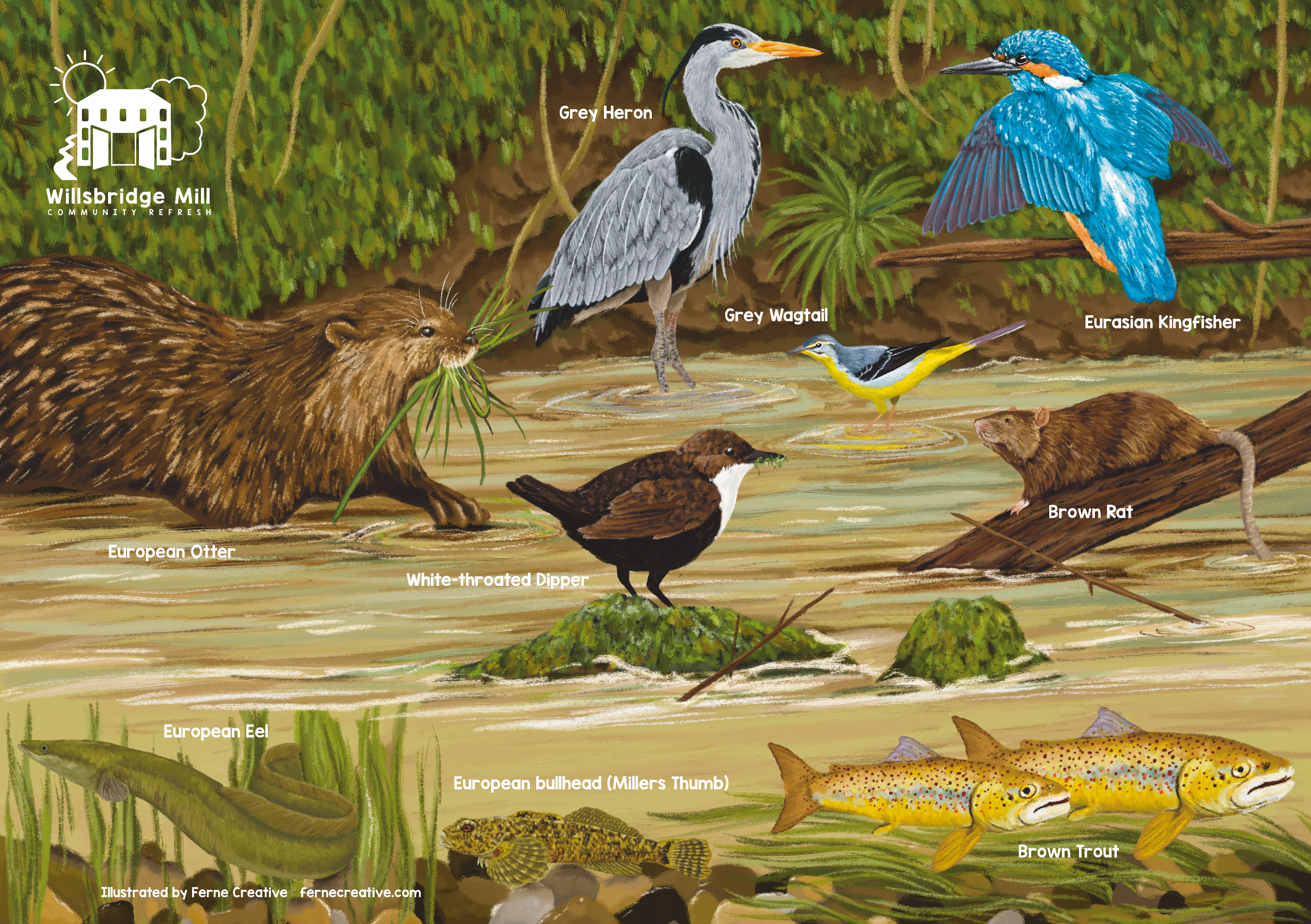 Illustration of various riverbank animals and birds with labels for interpreation board for Willsbridge Mill by Ferne Creative.