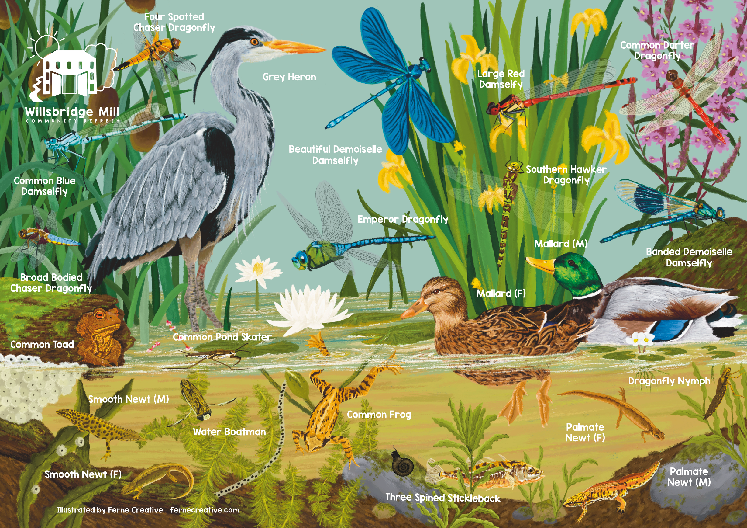 Interpretation board of Illustration of various aquatic animals and plants with labels on a green background by Ferne Creative