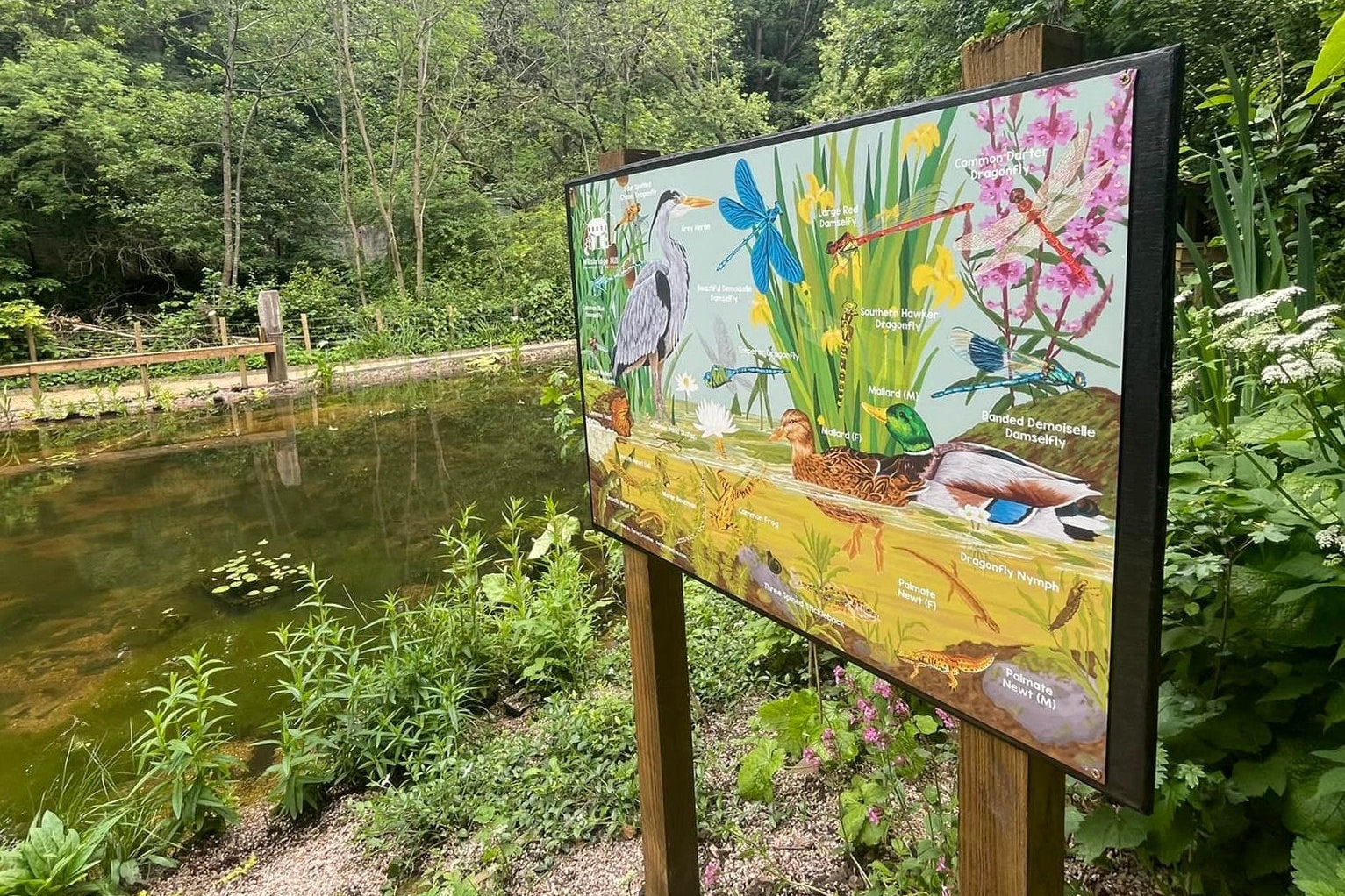 Illustrated pond nature board with illustrations of plants and animals by a pond in a forest setting