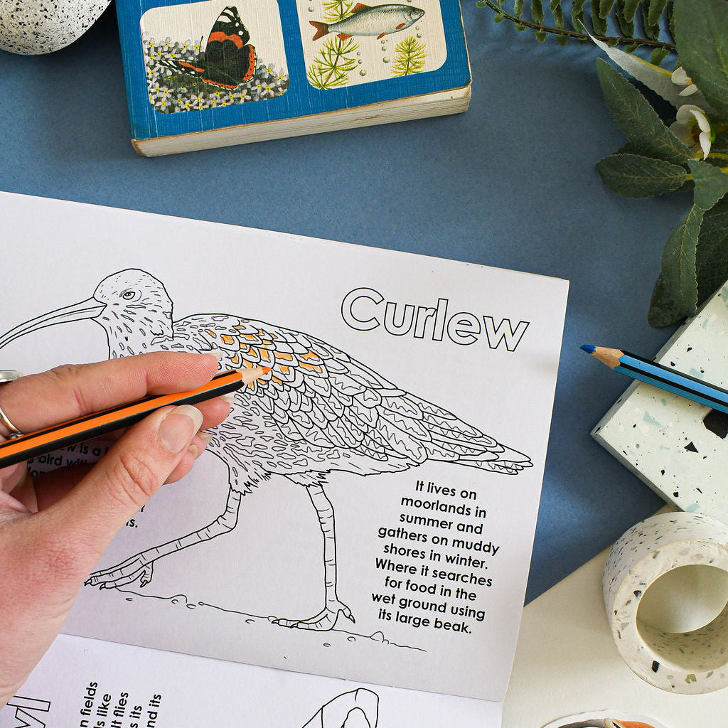 Coloring book with a Curlew illustration and a hand holding a pencil on a blue surface.