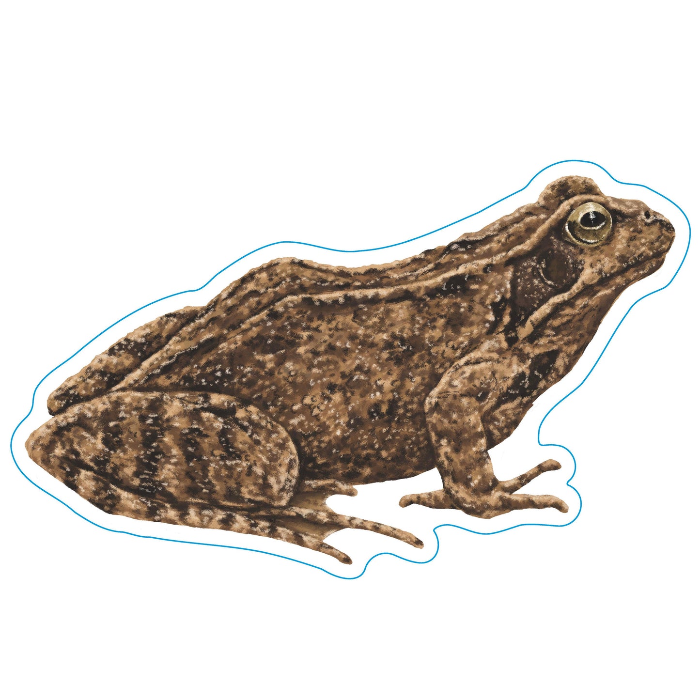 Realistic Frog Decal - High-Quality Vinyl Sticker, Ideal for Laptops and Water Bottles, Unique Biologist Gift