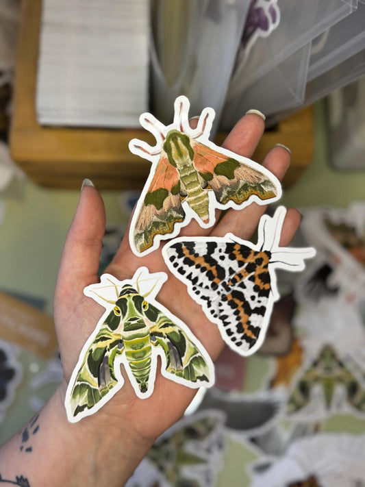 Moth Stickers, Butterfly Sticker, Moths, Witchy Gifts, Entomology, Curiosities, Creepy Cute, Animals And Insects, Insect Stickers, bug