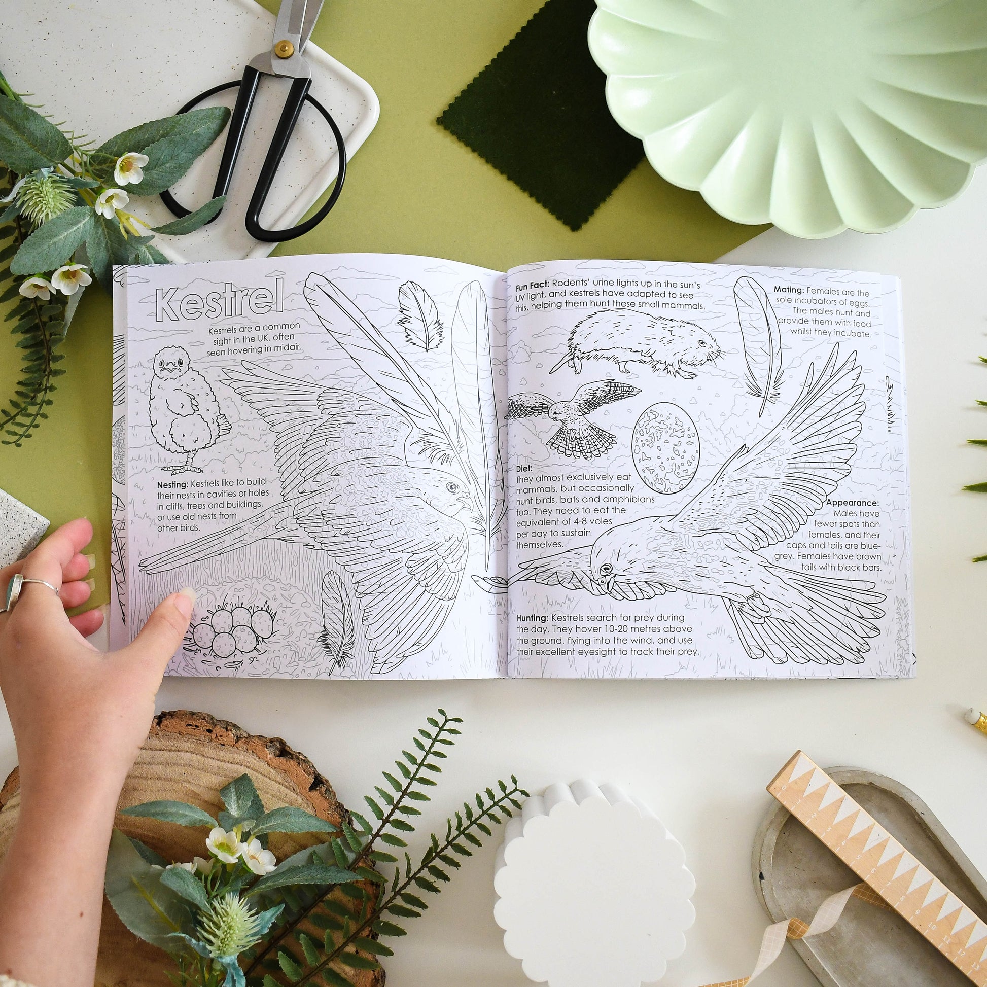 Open colouring book with Kestrel illustrations on a table with greenery and scissors.