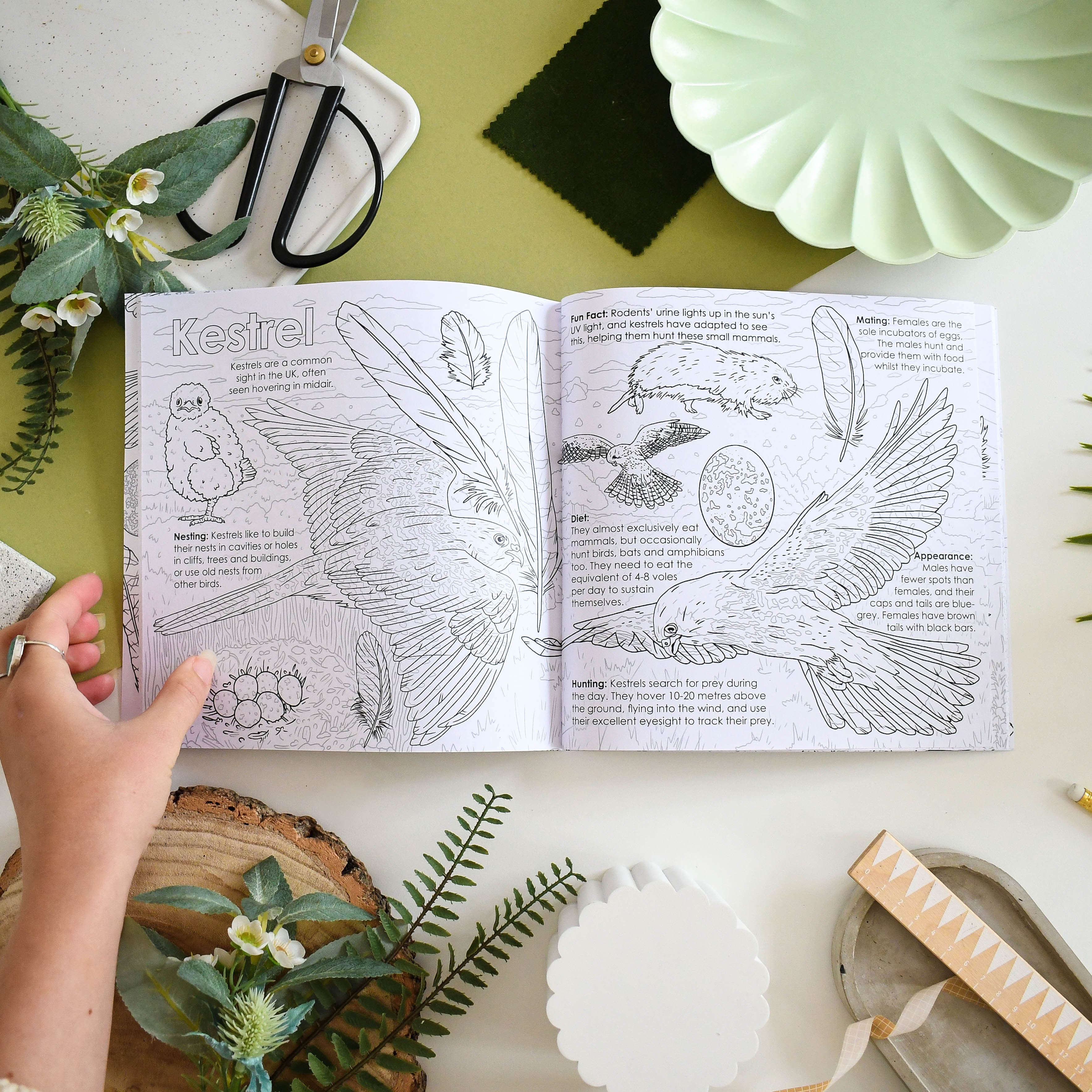 Open colouring book with Kestrel illustrations on a table with greenery and scissors.
