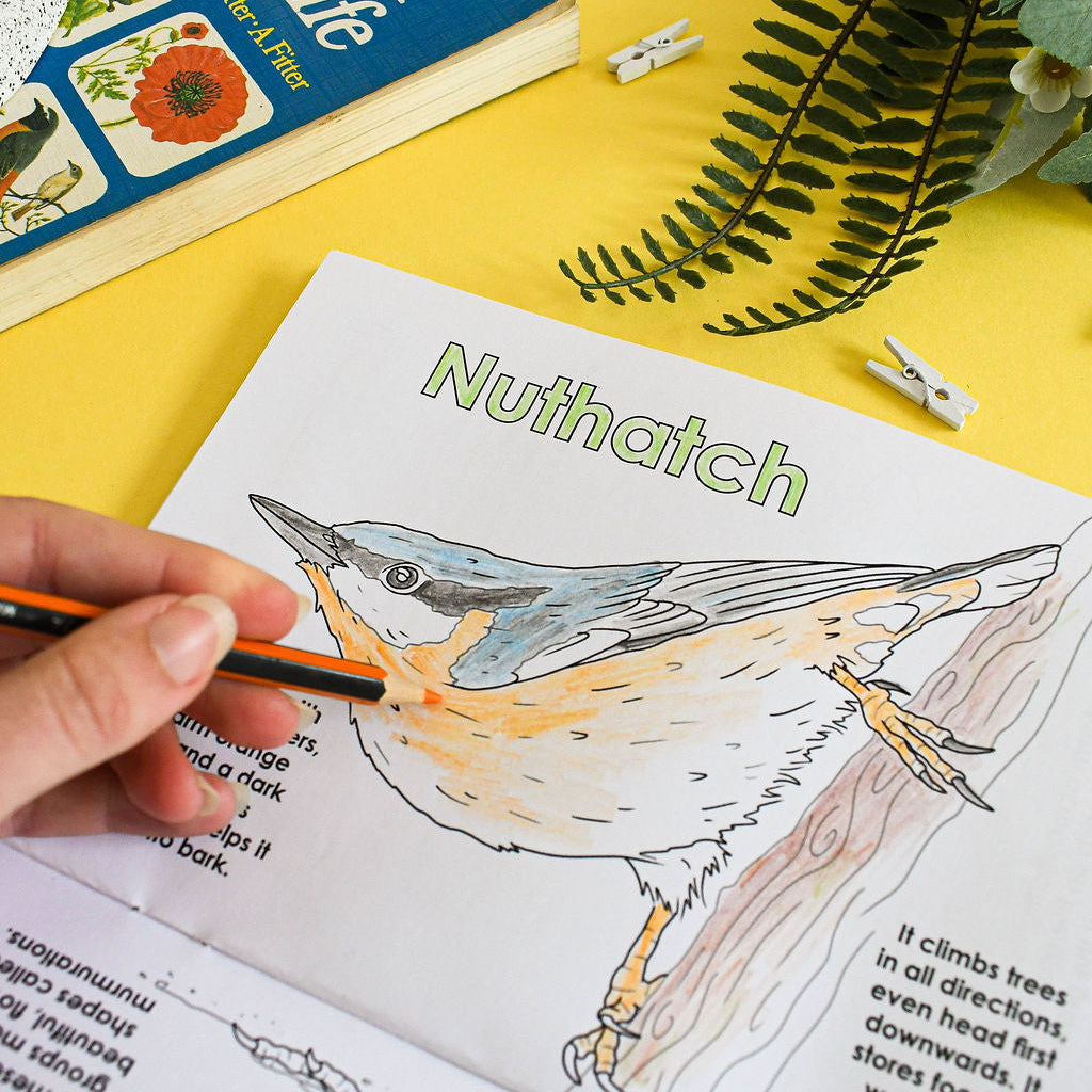 Open book with illustration of a nuthatch bird on a yellow surface with a plant and book corner.
