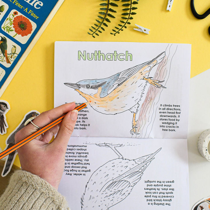 Person coloring a nuthatch bird illustration in a book with stationery items around.
