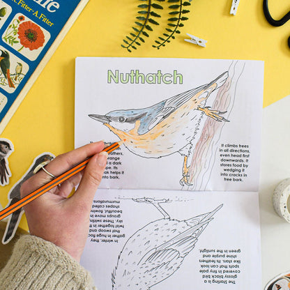 Person coloring a nuthatch bird illustration in a book with stationery items around.