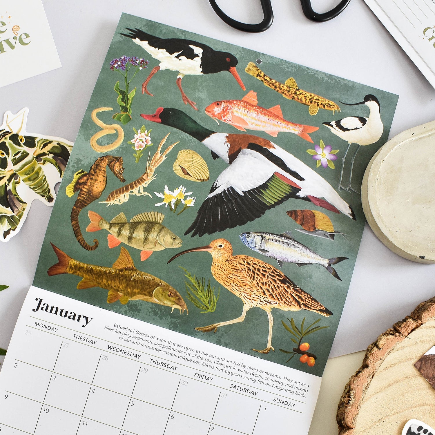 Habitats 2025 wall calendar with estuary wildlife illustrations