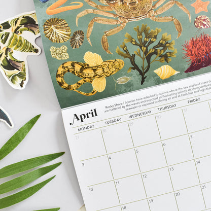Close-up of wildlife calendar with blank date boxes and a snippit of illustrations of rockpool wildlife like crabs and seaweed. 