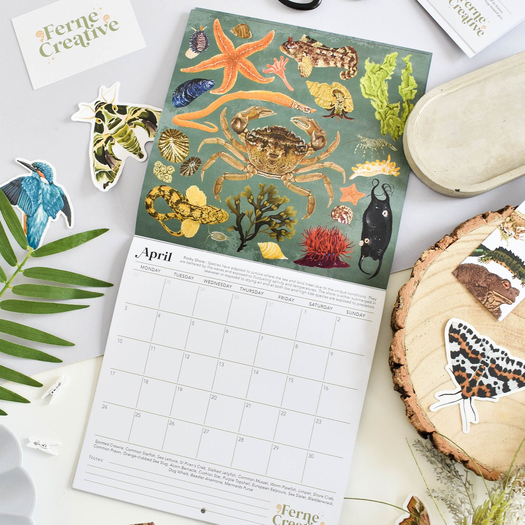 Square wall calendar spread with illustrations of British rockpool species like crabs and starfish. Surrounded by wildlife stickers. 
