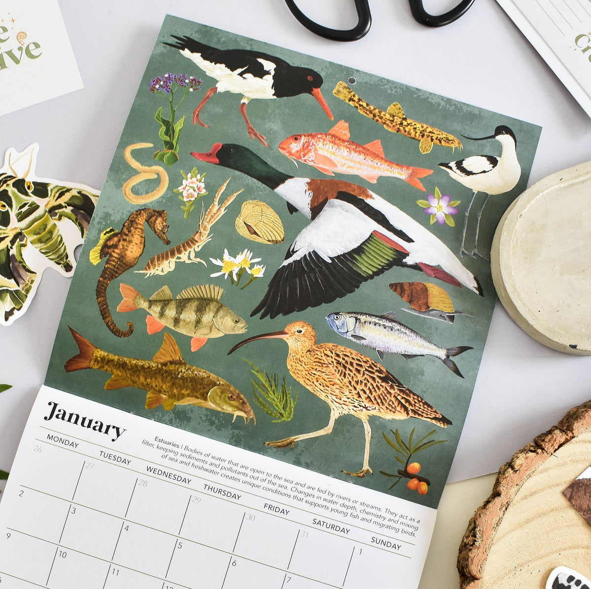 A spread of a calendar showcasing various illustrated animals and plants found in British estuaries, indicating monthly themes, placed on a table with stationery items.
