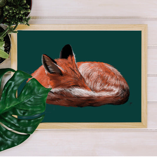 Sleeping Red Fox Print