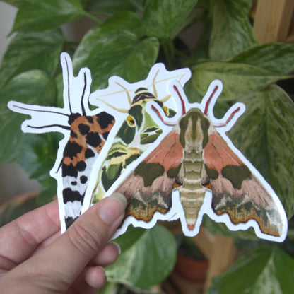 Lime Hawk-Moth Vinyl Sticker