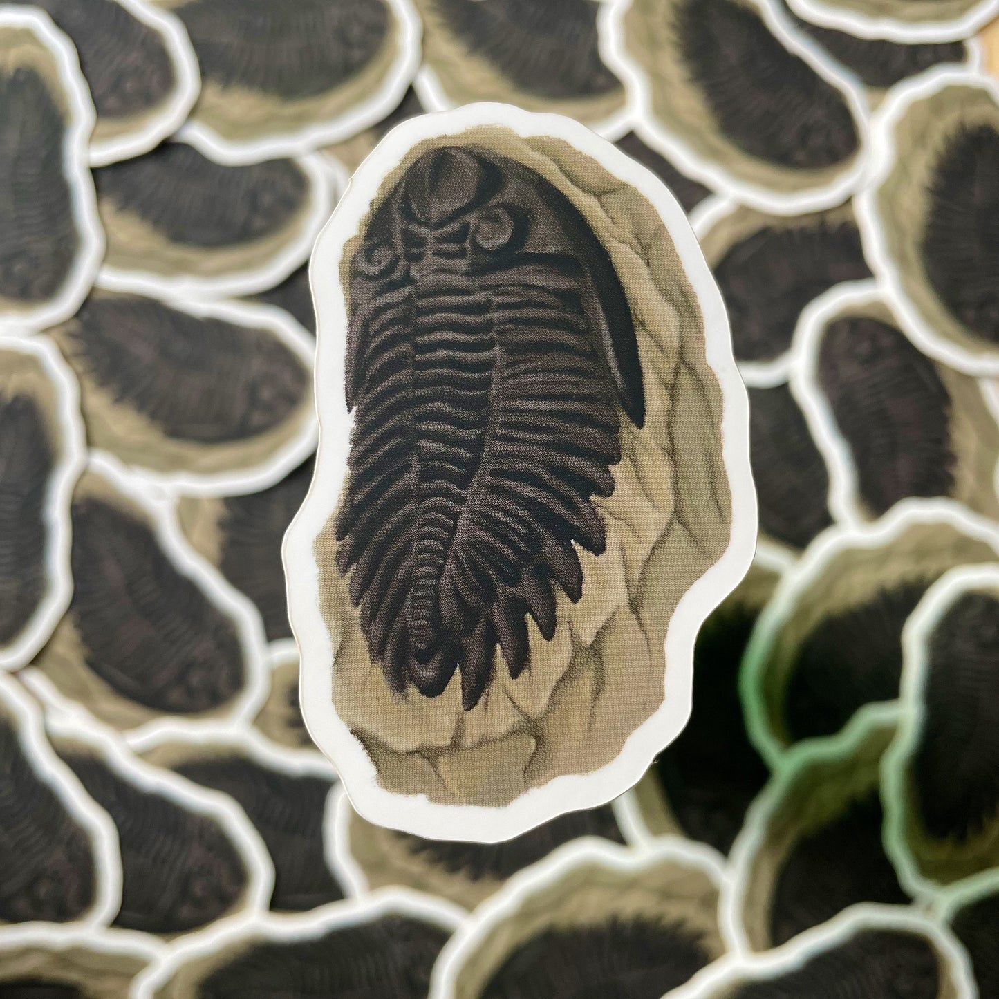 Trilobite Fossil Vinyl Sticker