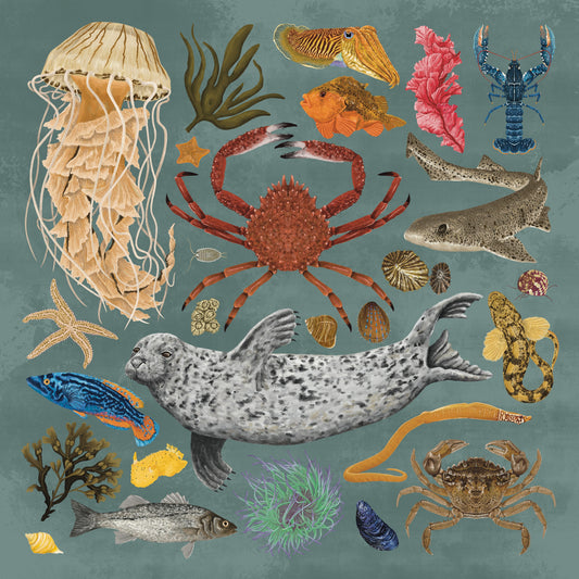 Blue Marine Life Wildlife Print