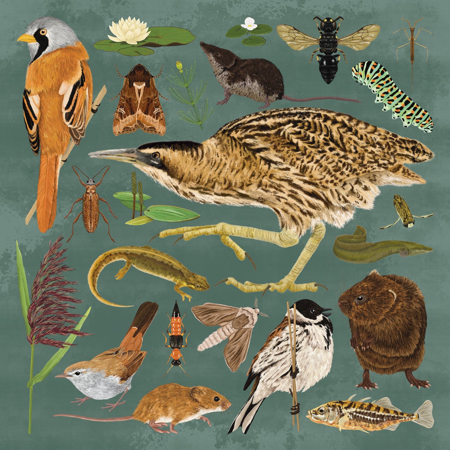 Reedbed Wildlife Print