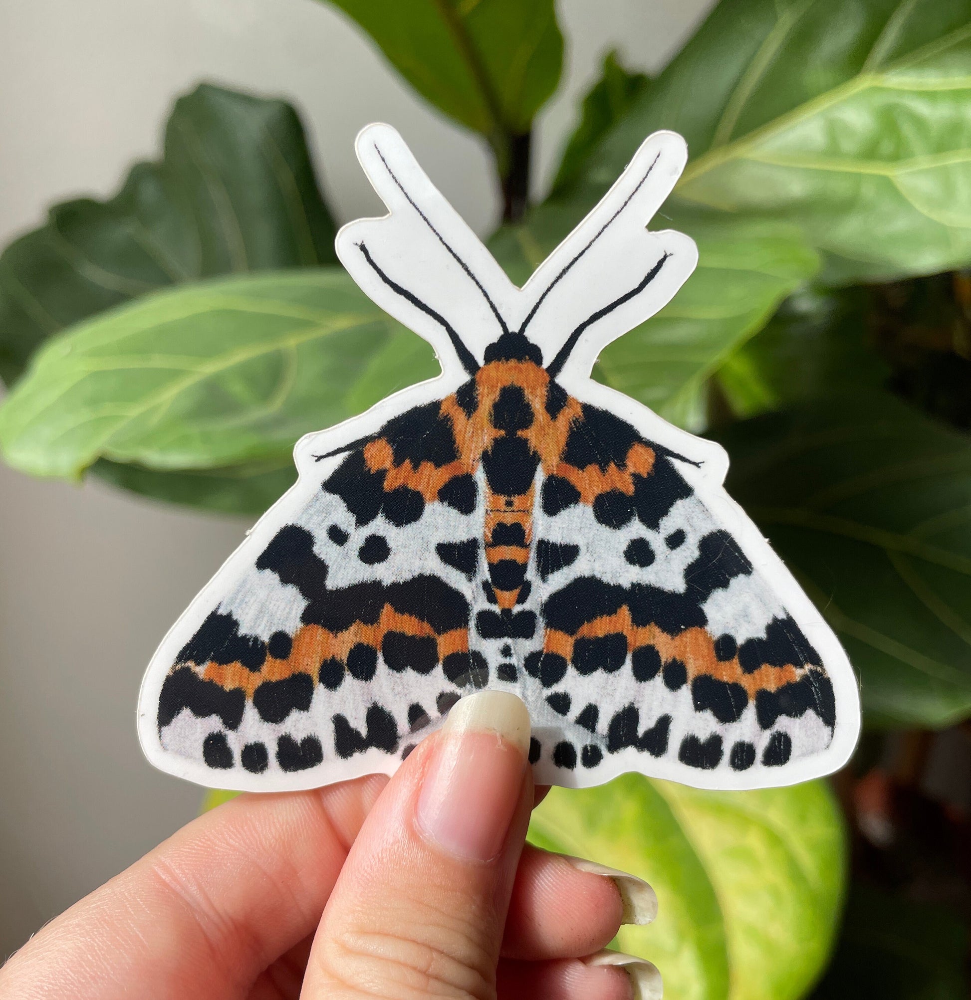 Moth vinyl sticker, Insect Laptop decal, Magpie moth, Butterfly sticker, Nature stickers, british wildlife stickers, butterfly art decor