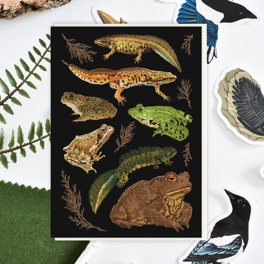 British Amphibians Blank Card