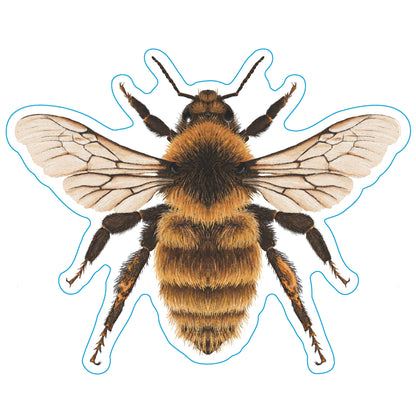 Rare Bumblebee Vinyl Sticker - Realistic Great Yellow Illustration, Durable Decal for Nature Lovers, Perfect Beekeeper Gift, Gardener Gift